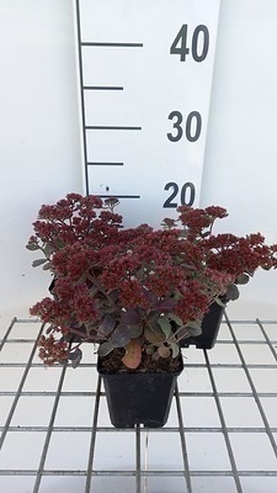 6x Vetkruid - Sedum hybr. 'Red Sparkle' | 9x9 cm pot