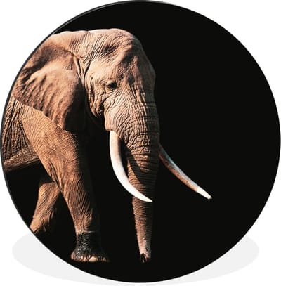 WallCircle - Wandcirkel - Muurcirkel - Olifant - Tanden - Dieren - Aluminium - Dibond - 90x90 cm - Binnen en Buiten