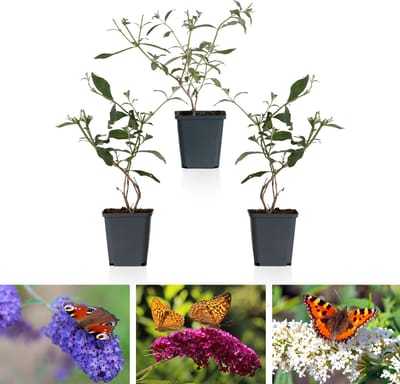 Bloomique - Mix van 3 - Buddleja Davidii - Vlinderstruik - Roze, Paars, Wit - Winterhard - Tuinplanten - Hoogte 20-30 cm - Pot 10,5 cm