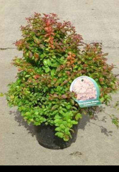 Berberis thunb. 'Admiration'® ( 'or. compact') - Japanse Zuurbes 20- 25 cm in pot