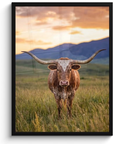 Poster in lijst - Fotolijst 60x80 cm - Posters - Longhorn - Landschap - Zonsondergang - Posterlijst zwart - Decoratie - Wanddecoratie woonkamer - Muurdecoratie slaapkamer
