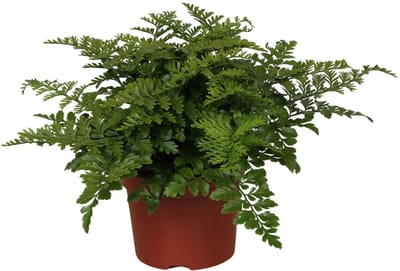 Plantenboetiek.nl | Asplenium Parvati - Ø12cm - 25cm hoog - Kamerplant - Groenblijvend