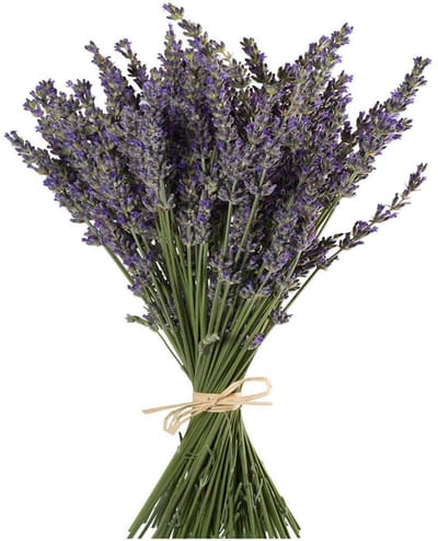 Natuurlijke Lavendel Bundels, Vers Geoogst 100 Stammen Gedroogde Lavendel Bunch 16" - 18" Lange, Decoratieve Bloemen Boeket Voor Home Decor, Ambachten, Geschenk, Bruiloft of Elke Gelegenheid