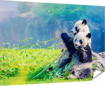 Gards Tuinposter Twee Panda's Eten Bamboe Riet - 180x120 cm - Tuindoek - Tuindecoratie - Wanddecoratie buiten - Tuinschilderij