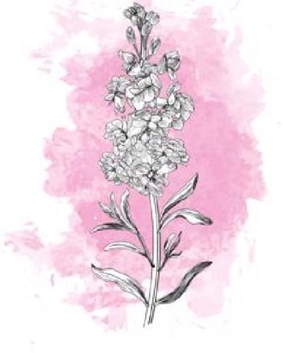 10x Matt. - roze 50cm