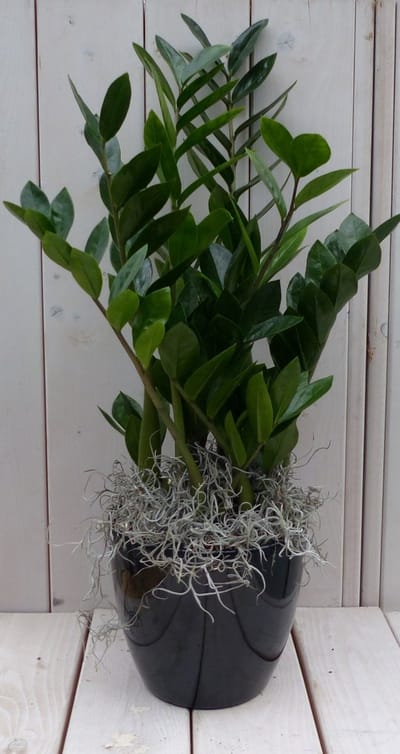 Zamioculcas in zwart/antraciete pot 55 cm