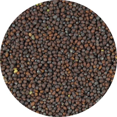 Van Beekum Specerijen - Mosterdzaad Bruin Heel - 20 KG - Zak (bulk verpakking)