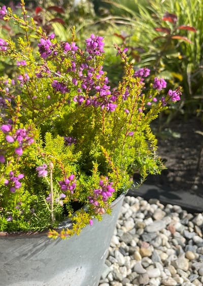 Exclusieve heide mix - 10 Stuks - Erica & Calluna - P9.5 - Plant - Tuinplant