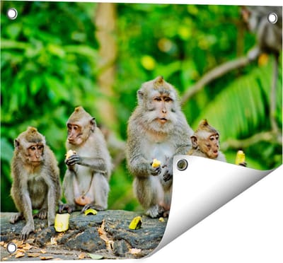 Gards Tuinposter Groep Apen Eten Bananen in het Bos - 50x40 cm - Tuindoek - Tuindecoratie - Wanddecoratie buiten - Tuinschilderij