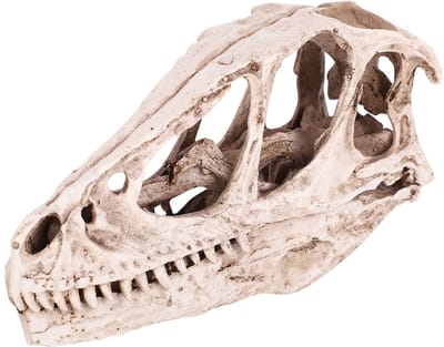 Dailygoods- Dinosaurus Schedel Model - Hars Dinosaurus Schedel - Levensecht Skelet - Decoratie Home Office - Onderwijs Prop - Milieuvriendelijke Materialen - Dinosaurusschedel