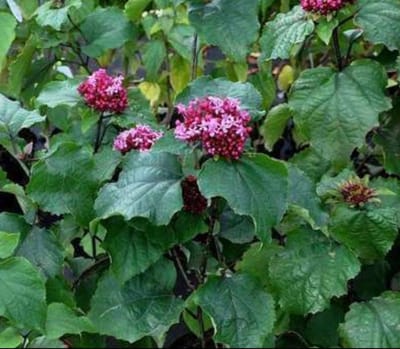 Clerodendrum bungei - Kansenboom, Pindakaasstruik (Omwille Van De Bladgeur) 60- 80 cm in pot