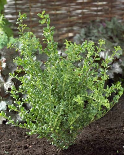 Ilex c. Convexa - Set van 12 (1.5 meter haag) - Chinese hulst - Pot P9 15-20cm - Wintergroen
