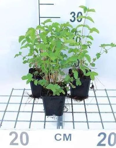 6x Mourasspirea - Filipendula ulmaria | 9x9 cm pot