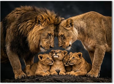 Modern Schilderij Woonkamer - Canvas Kunstwerk - 90 x 60 cm - Leeuwen Familie No4 - PosterGuru