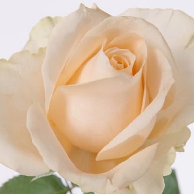 10x Rosa magic avalanche+ 60cm