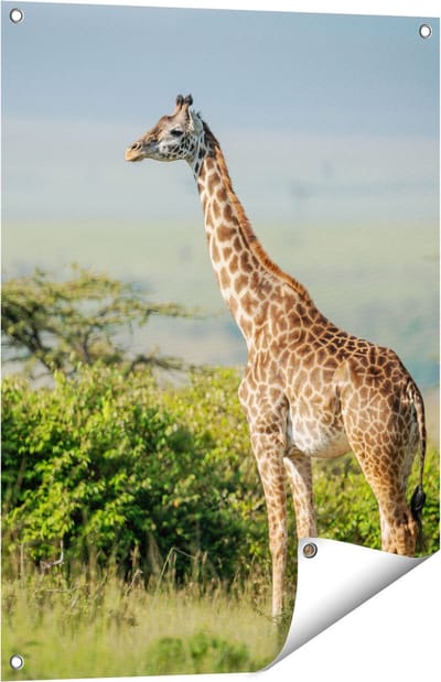 Gards Tuinposter Giraffe in het Wild tussen de Struiken - 60x80 cm - Tuindoek - Tuindecoratie - Wanddecoratie buiten - Tuinschilderij