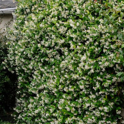 Toscaanse jasmijn (Trachelospermum Jasminoides) - - Vaste planten - Geurend - Groenblijvend - Klimplant - bloeit in Juni / Juli / Augustus