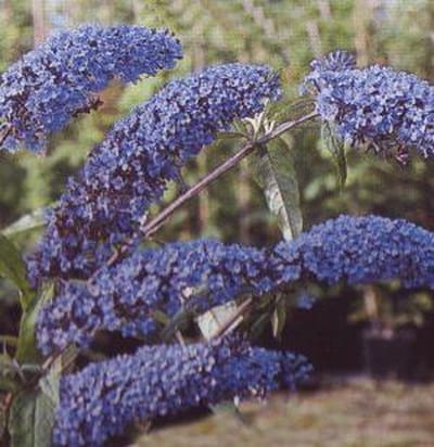 Buddleja Davidii 'Empire Blue' - Vlinderstruik - 40-60 cm in pot: Struik met blauw-paarse bloemen, aantrekkelijk voor vlinders.