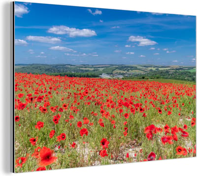Aluminium schilderij 180x120 cm - Wanddecoratie metaal - Rode klaprozen in het Engelse Nationaal park South Downs - Metalen muurdecoratie woonkamer - Decoratie industrieel - Foto op dibond - Industriële accessoires slaapkamer