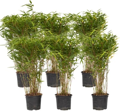 Plant in a Box - Fargesia nitida 'Gansu' - Set van 6 - Wintergroene niet woekerende bamboe - Pot 17cm - Hoogte 50-70cm