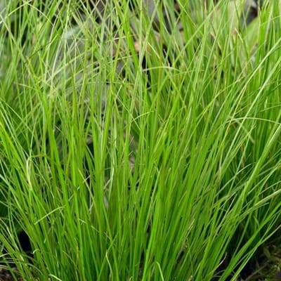 6x Carex howardii 'Phoenix Green' Pot 9x9cm - Siergras voor in de tuin