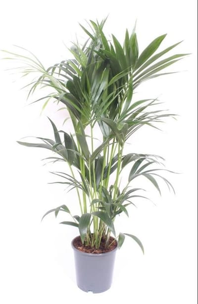 Plantenboetiek.nl | Howea Forsteriana - Ø24cm - 120-130cm hoog - Kamerplant - Groenblijvend
