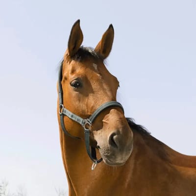 Halster voor paarden Norton Reflective