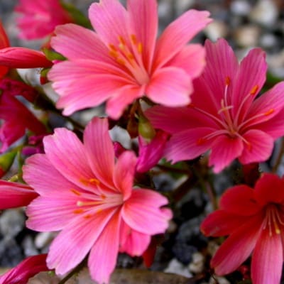 Perzisch slangenkruid (Lewisia cotyledon) - Bitterkruid - Bijen-Vlinders - Groenblijvend - Vaste planten - bloeit in Mei / Juni / Juli / Augustus