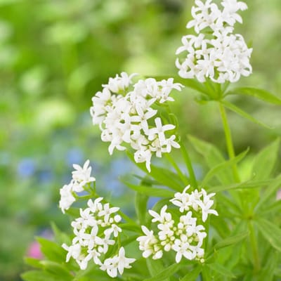 Lievevrouwebedstro (Galium odoratum) - - Vaste planten - Geurend - Bodembedekkers - Voorjaarsbollen - bloeit in April / Mei