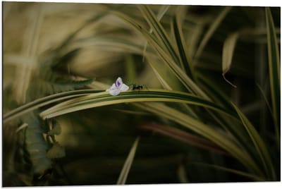 Dibond - Mier op Plantje - 90x60cm Foto op Aluminium (Met Ophangsysteem)