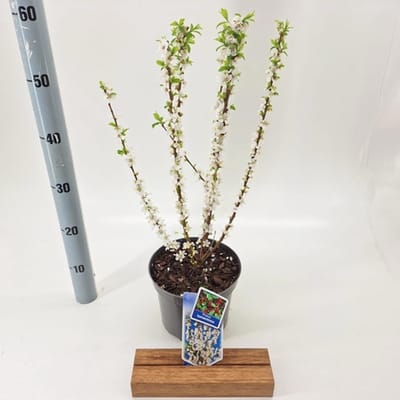 Prunus tomentosa - Sierkers 30- 40 cm in pot