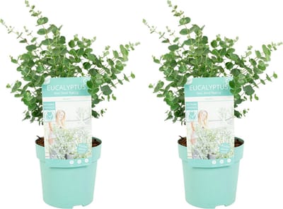Bloomique - Set van 2 - Eucalyptus Gunnii Azura - Eucalyptus Plant - Tuinplanten - Winterhard - Hoogte 30-50 cm - Pot 15 cm