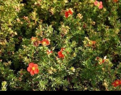 Potentilla frut. 'Marian Red Robin'® ('marrob') - Struikganzerik, Heesterganzerik, Vijfvingerkruid 25- 30 cm in pot