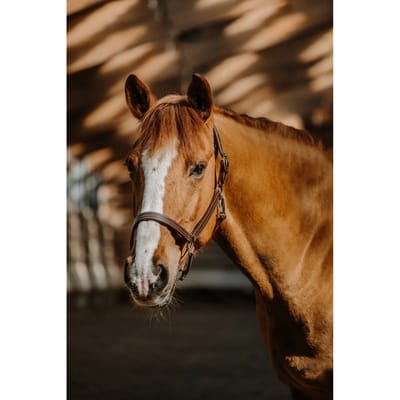 Halster voor paarden Norton US