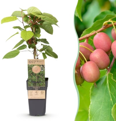 Green boutiQ - Fruitplant - Actinidia arguta Weiki - Kiwiplant - Mannelijk - Rode - Paarse Vruchtjes - 1 Plant - Pot 15cm - Hoogte 50cm