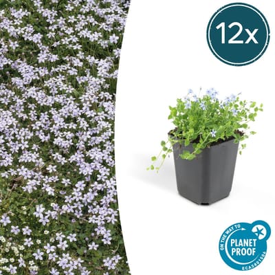 Tuinplantenshop.com | Isotoma fluviatilis | 12 stuks - Ø9cm - 10-25cm hoog - Tuinplant - Multideal