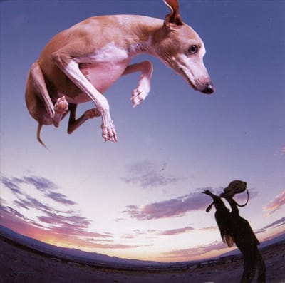 Flying Dog