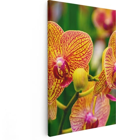 Artaza Canvas Schilderij Orchidee - 80x120 cm - Groot - Wanddecoratie Bloemen - Muurdecoratie Bloem - Schilderijen Op Canvas