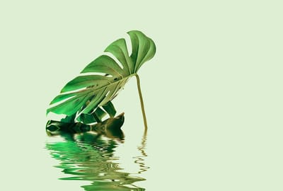 Fotobehang MonsteraLeafWater2 DD119793 A.S. Création ARTist Groen Vlies 270 x 400 cm (4 delen) Fotobehang online webshop