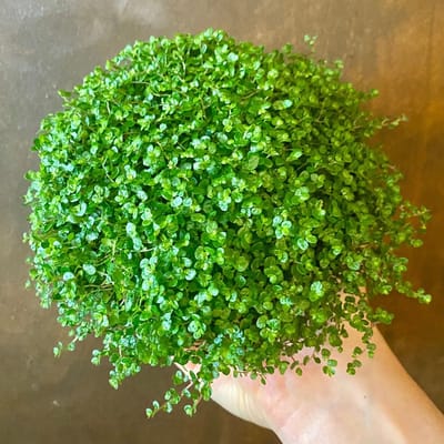 6x Soleirolia soleirolii Pot 9x9cm - Ruim assortiment aan prachtige planten