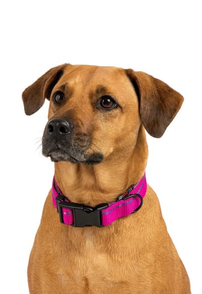 Jack and Vanilla Halsband roze - Maat L - Verstelbaar 31 / 47 cm - Honden halsbanden - Honden halsband - Halsband hond - Hondenhalsband met kliksluiting - Stripe - Roze blauw