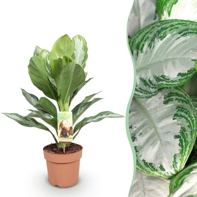 Green BoutiQ - Kamerplanten - Aglaonema Silver Bay - Zilverblad - Weinig onderhoud - Groen - 1 Plant - Pot 17cm - Hoogte 70-75cm