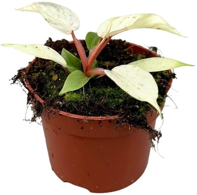 Philodendron Snowdrift Kamerplant Potmaat Ø10,5 cm |Vers Van De Kweker