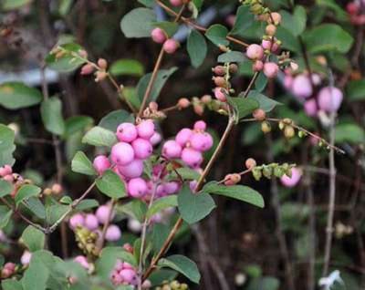 Symphoricarpos x doorenbosii 'Mother of Pearl' - Sneeuwbes 50 - 60 cm in pot