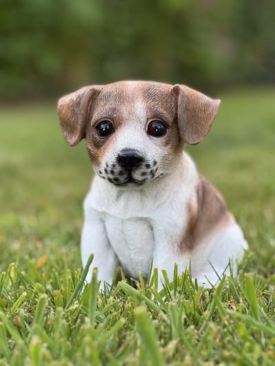 Puppy zittend 2 ass Jackrussellterriër BRUIN-WIT 12 cm hoog - hond - polyester - polystone - beeld - tuinbeeld - hoogkwalitatieve kunststof - decoratiefiguur - interieur - accessoire - voor buiten - cadeau - geschenk - kerst - nieuwjaar