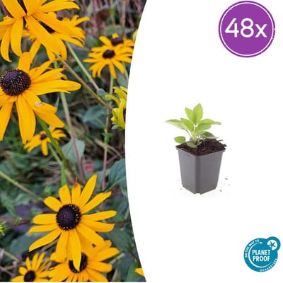 Trendyplants - Rudbeckia fulgida 'Goldsturm' - 48 stuks - Zonnehoed - Winterhard - Hoogte 10-30 cm - Potmaat Ø9cm