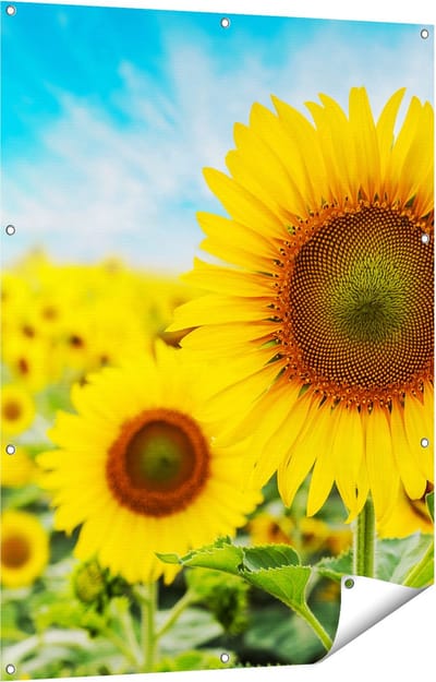 Gards Tuinposter Zonnebloemen Veld - 90x120 cm - Tuindoek - Tuindecoratie - Wanddecoratie buiten - Tuinschilderij