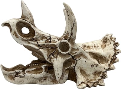 AC Triceratops Dino Schedel Deluxe – Meest verkocht – Prehistorische Aquarium en Terrarium Decoratie – Realistisch Polyresin Ornament