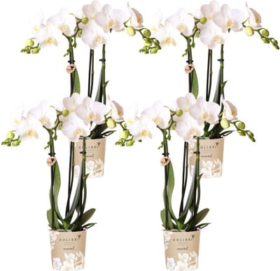 Green Harmony | COMBI DEAL van 4 witte Phalaenopsis orchideeën - Amabilis - potmaat Ø9cm | bloeiende kamerplant - vers van de kweker