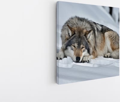 Saammp Canvas Schilderij - Wolf in de sneeuw - Dieren - Natuur - 20x20 - Foto op canvas - Wanddecoratie - muurdecoratie Woonkamer - Slaapkamer decoratie - Canvas Print